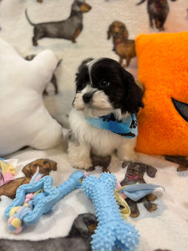JORDI (Shichon - Teddy Bear)