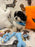 JORDI (Shichon - Teddy Bear)