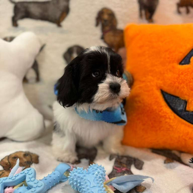 JORDI (Shichon - Teddy Bear)
