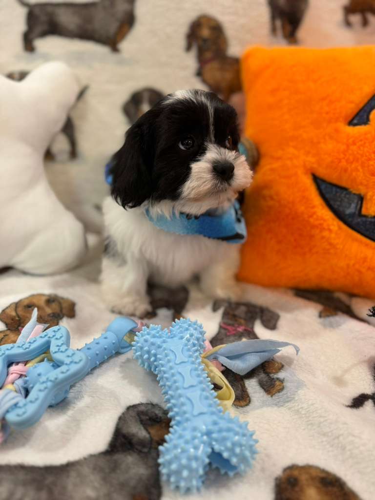 JORDI (Shichon - Teddy Bear)