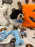 JORDI (Shichon - Teddy Bear)