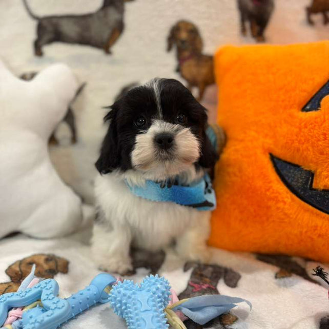 JORDI (Shichon - Teddy Bear)