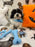 JORDI (Shichon - Teddy Bear)