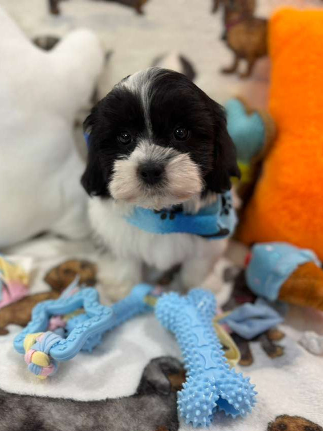 JORDI (Shichon - Teddy Bear)
