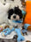 JORDI (Shichon - Teddy Bear)