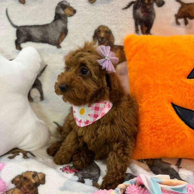 JULIET (Red Toy Poodle)
