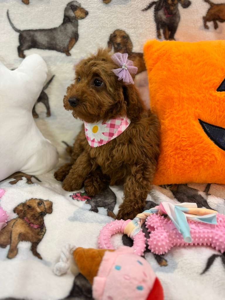 JULIET (Red Toy Poodle)