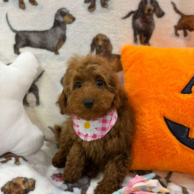 JULIET (Red Toy Poodle)