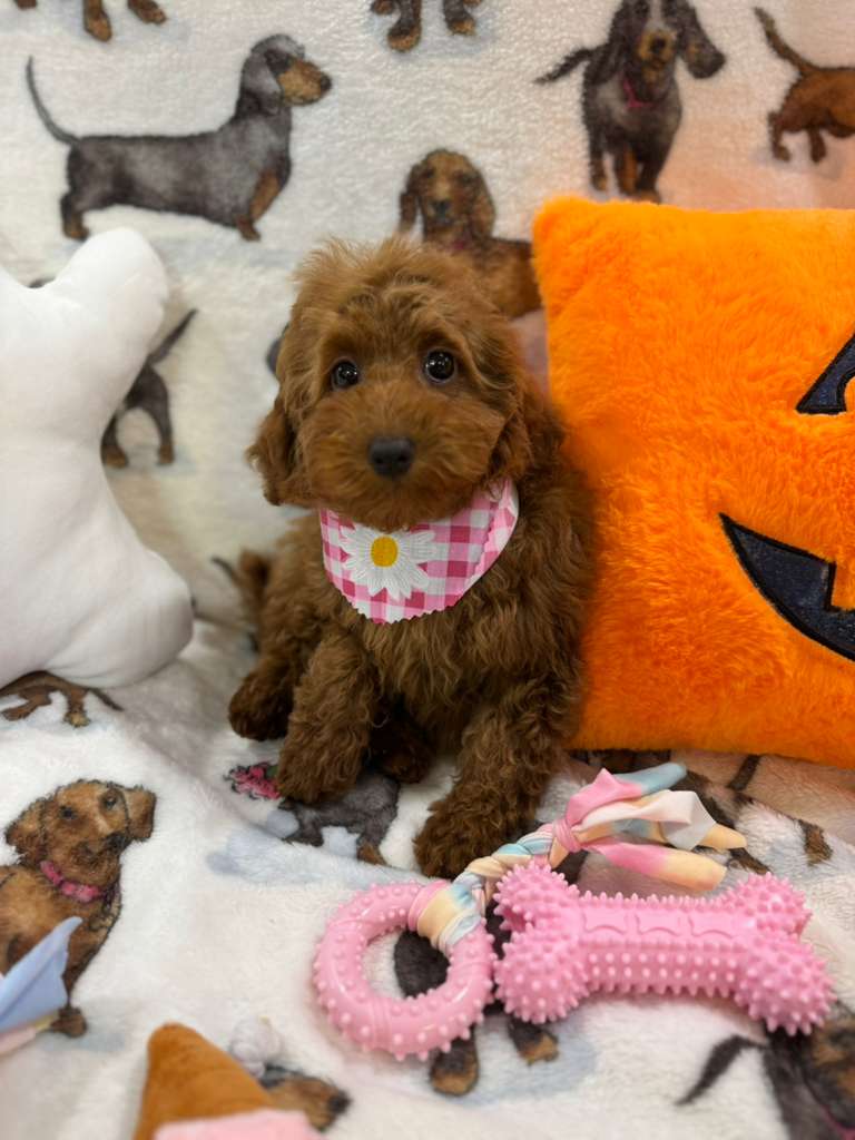 JULIET (Red Toy Poodle)
