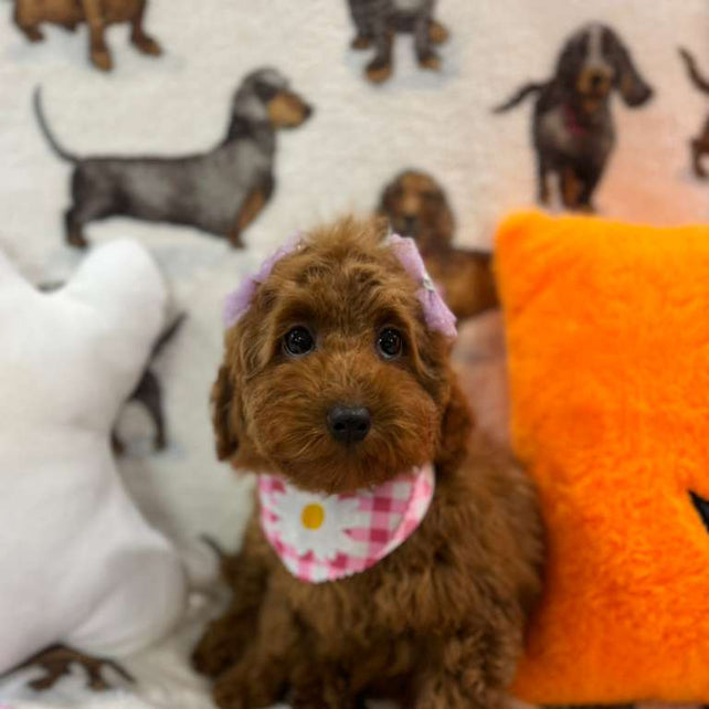 JULIET (Red Toy Poodle)