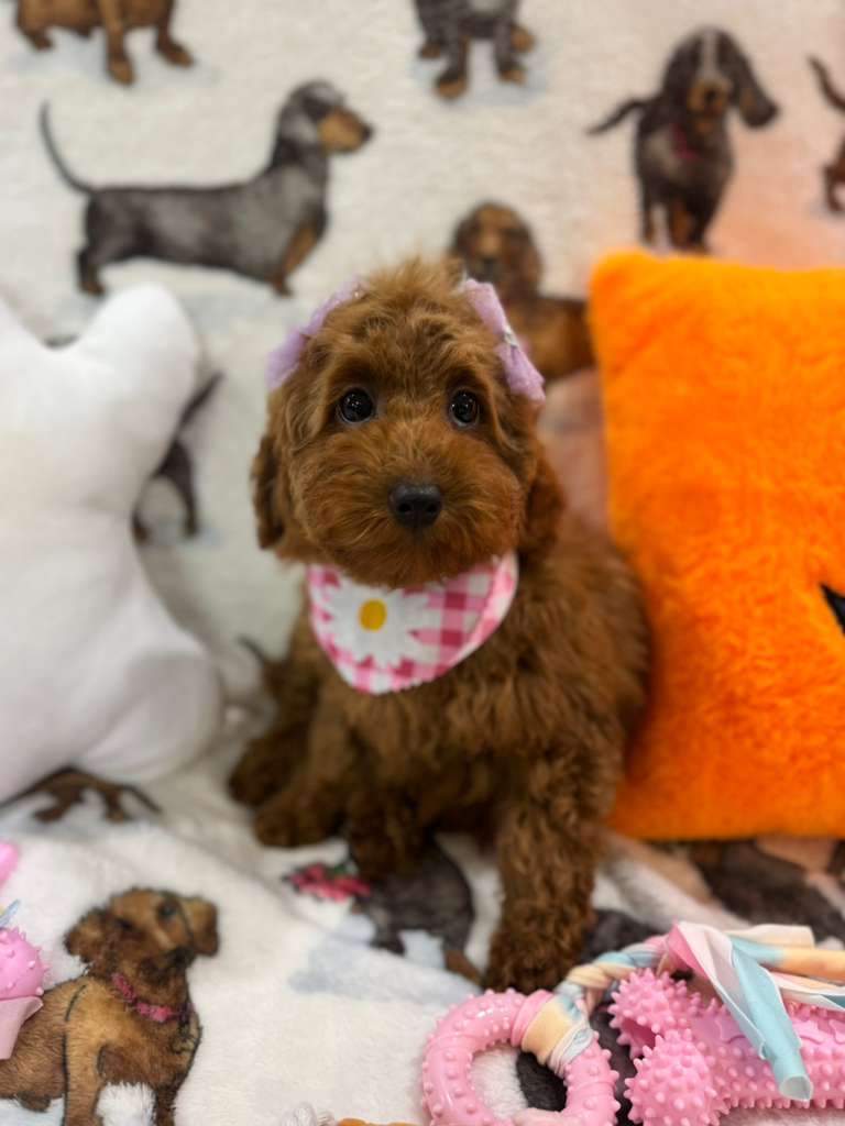 JULIET (Red Toy Poodle)