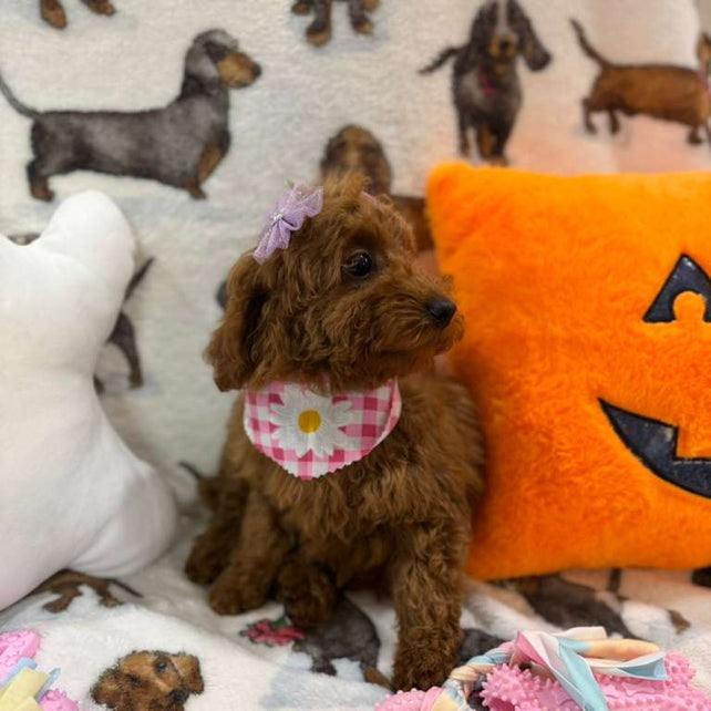 JULIET (Red Toy Poodle)