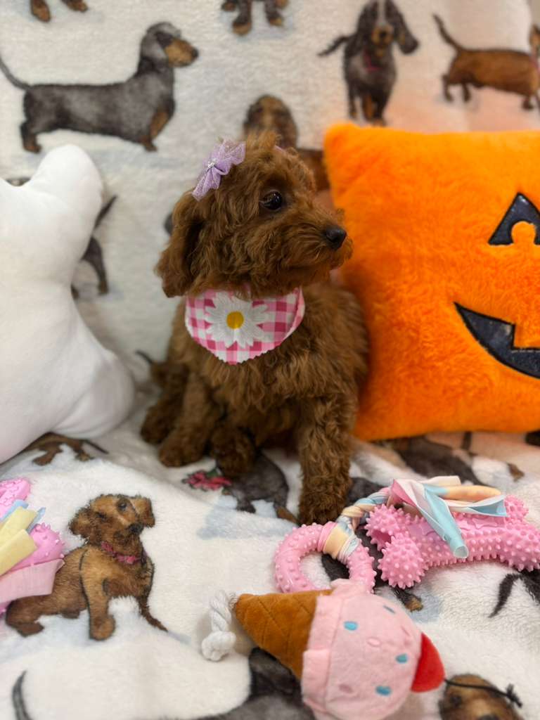 JULIET (Red Toy Poodle)