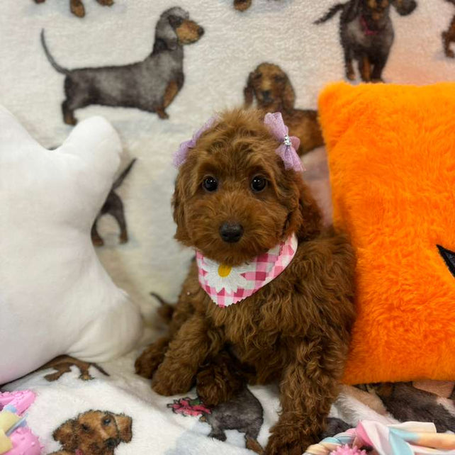 JULIET (Red Toy Poodle)