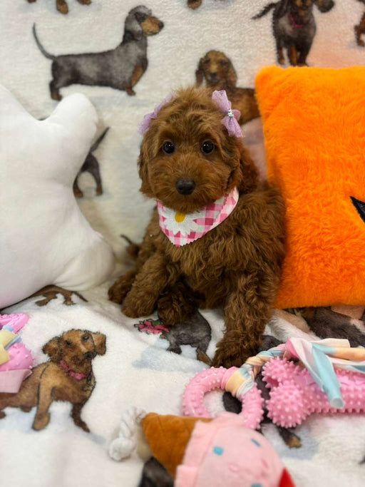 JULIET (Red Toy Poodle)