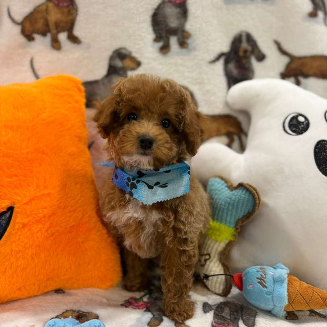 JUNIOR (Toy Poodle)