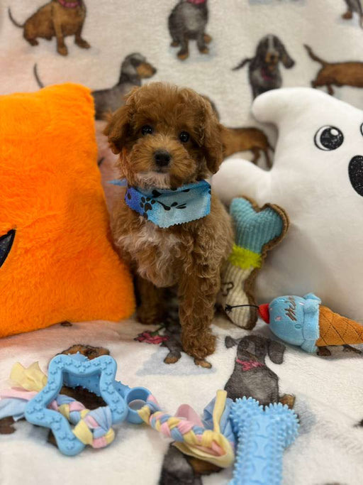 JUNIOR (Toy Poodle)