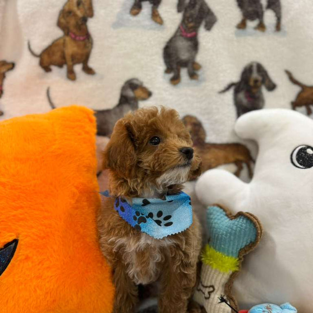 JUNIOR (Toy Poodle)