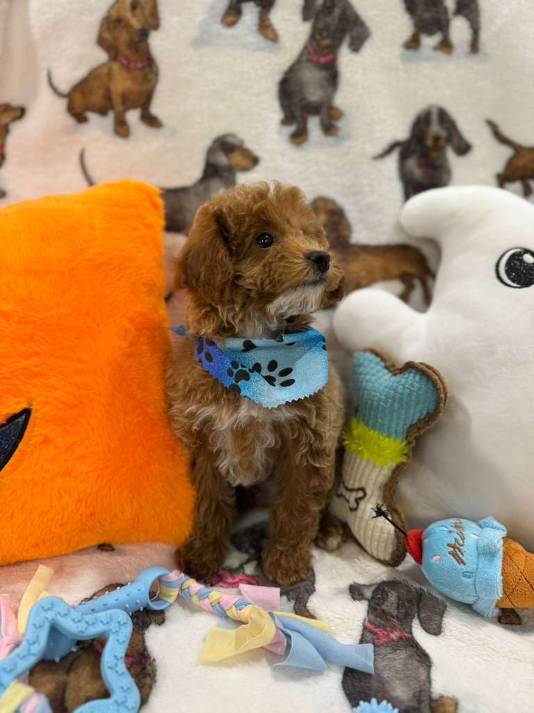 JUNIOR (Toy Poodle)