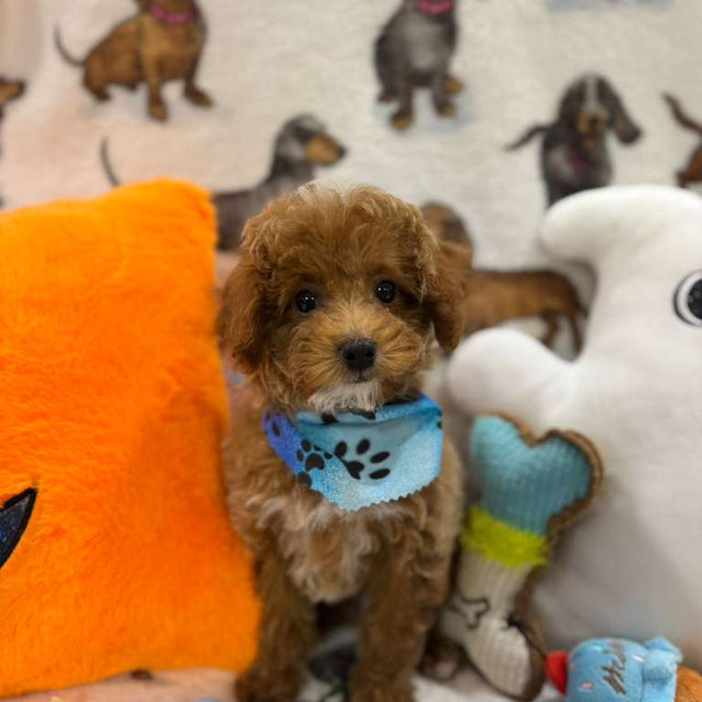 JUNIOR (Toy Poodle)