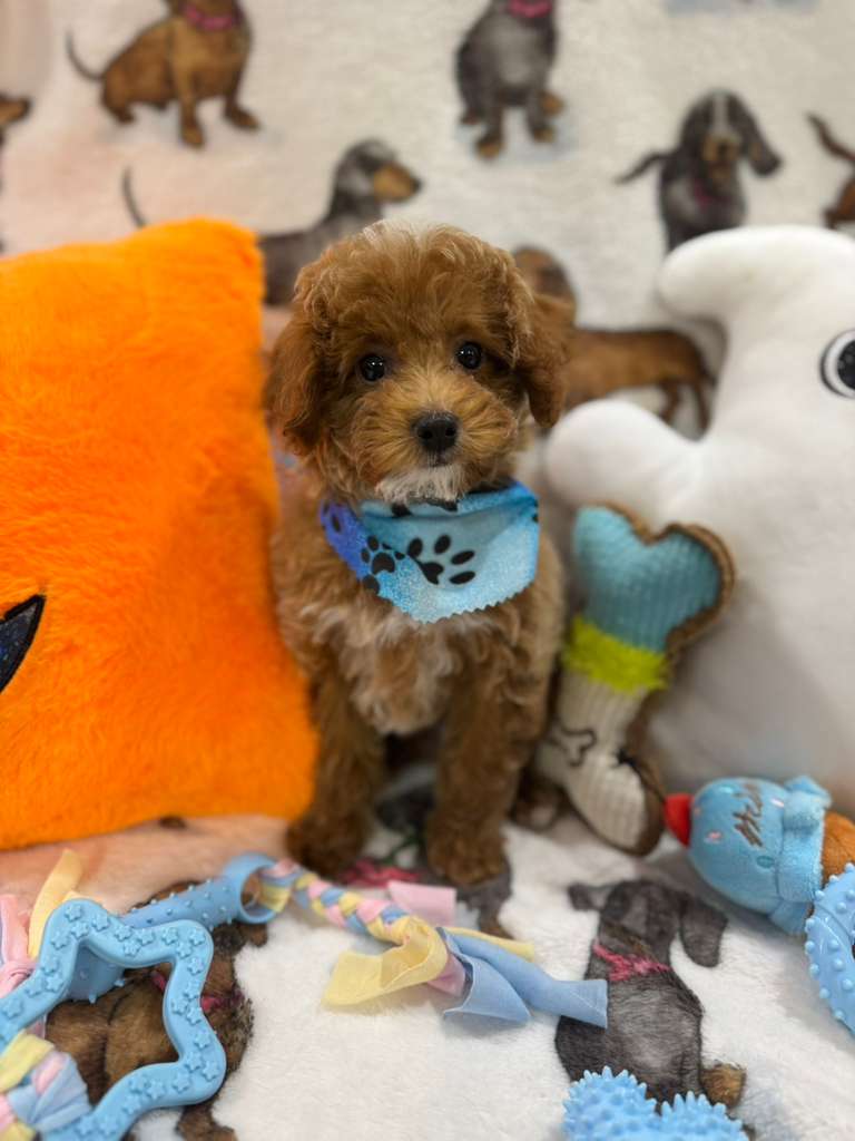 JUNIOR (Toy Poodle)