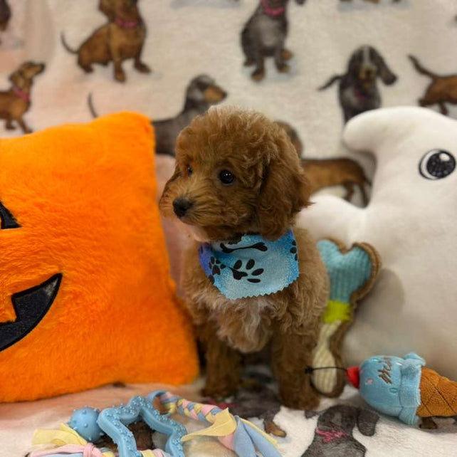 JUNIOR (Toy Poodle)