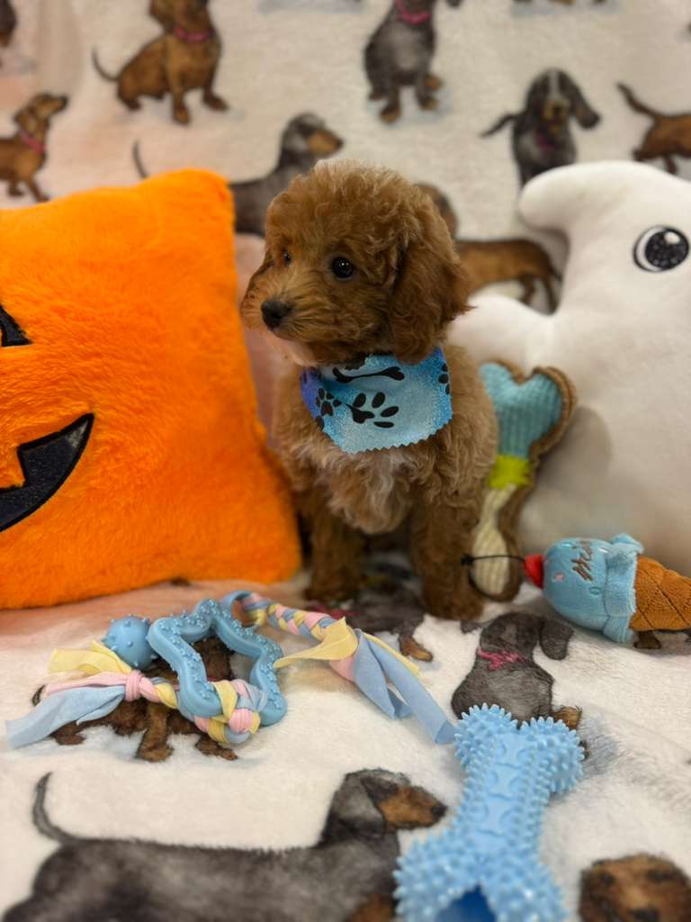 JUNIOR (Toy Poodle)
