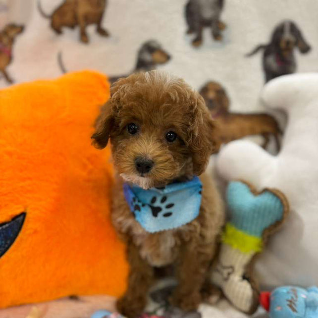 JUNIOR (Toy Poodle)