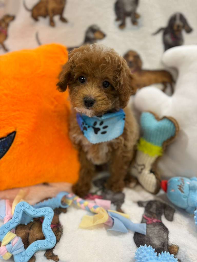 JUNIOR (Toy Poodle)