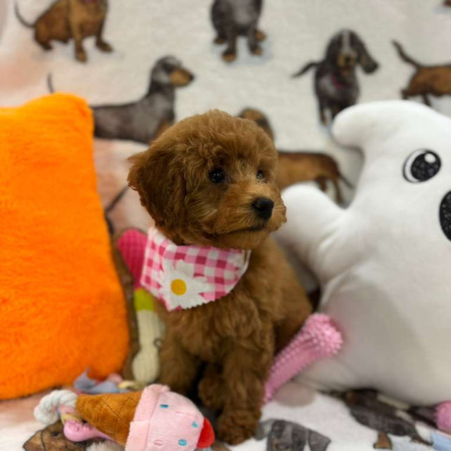 JULIANA ( Red Toy Poodle)