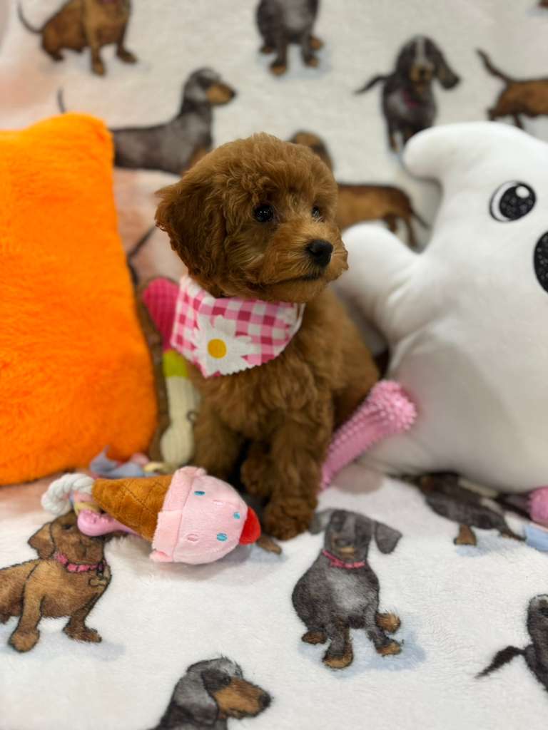 JULIANA ( Red Toy Poodle)