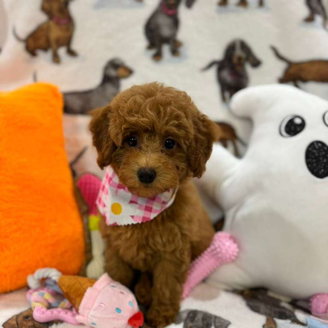 JULIANA ( Red Toy Poodle)
