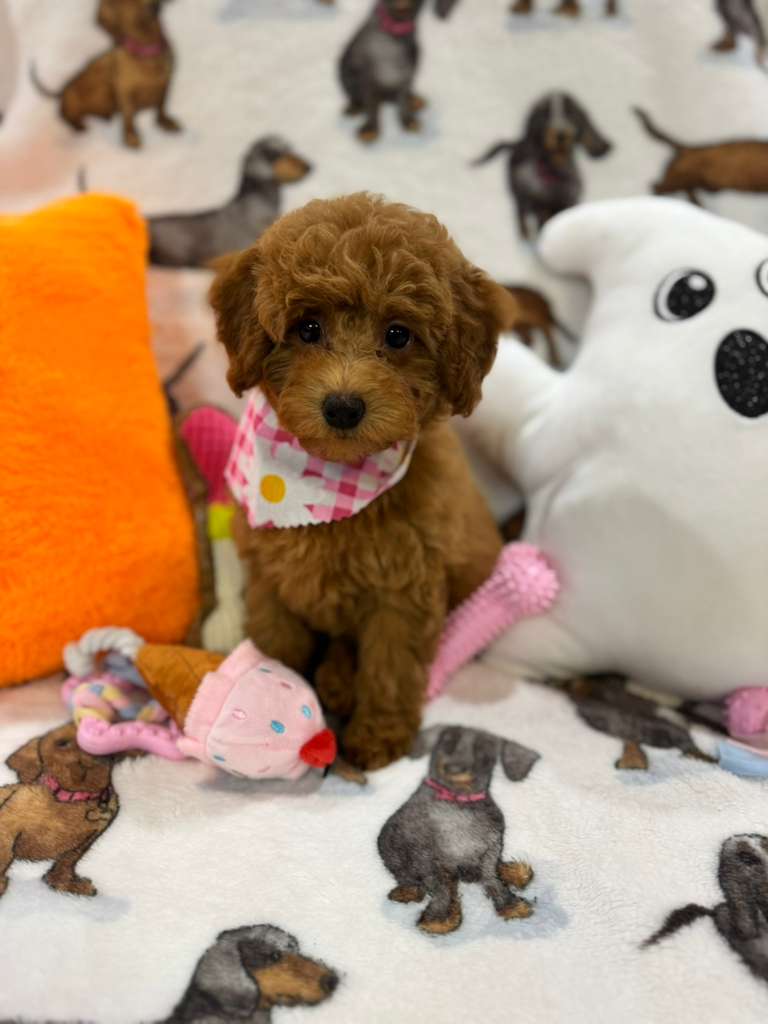 JULIANA ( Red Toy Poodle)