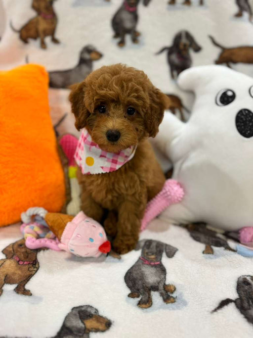 JULIANA ( Red Toy Poodle)
