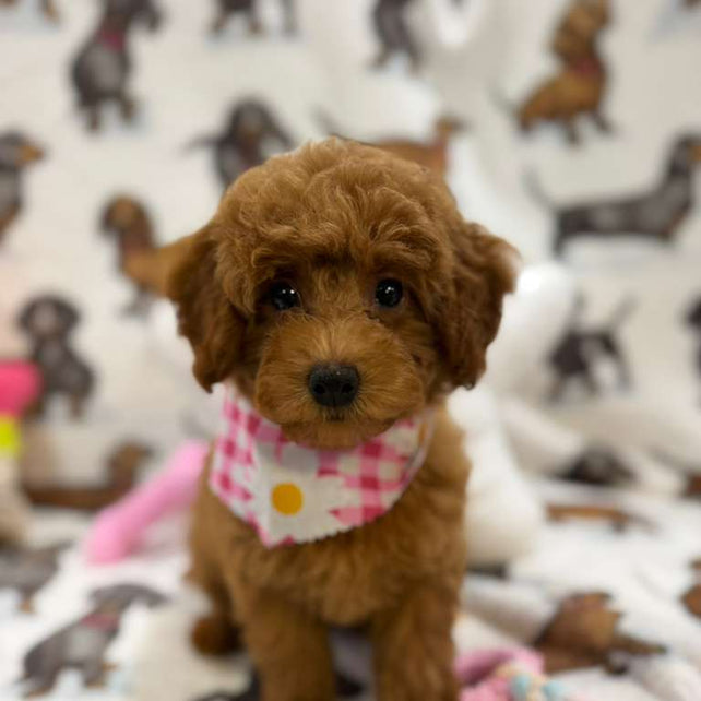 JULIANA ( Red Toy Poodle)