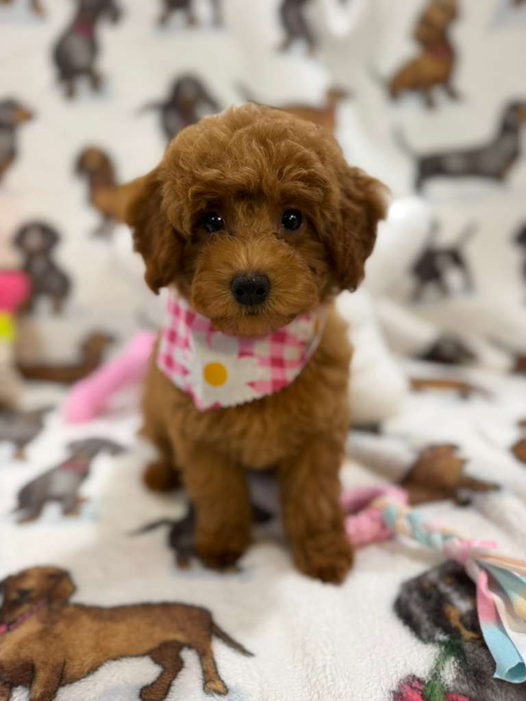 JULIANA ( Red Toy Poodle)