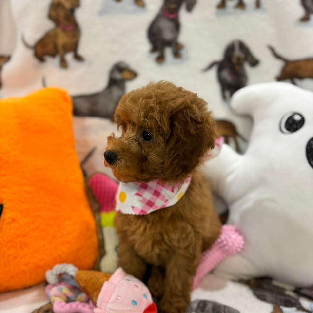 JULIANA ( Red Toy Poodle)
