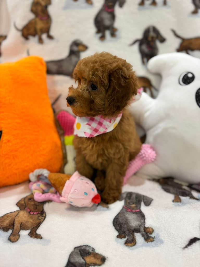JULIANA ( Red Toy Poodle)