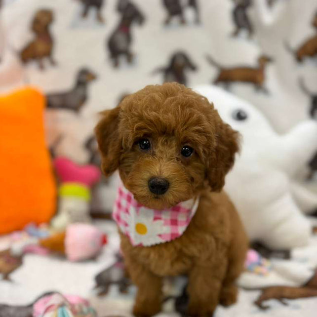 JULIANA ( Red Toy Poodle)