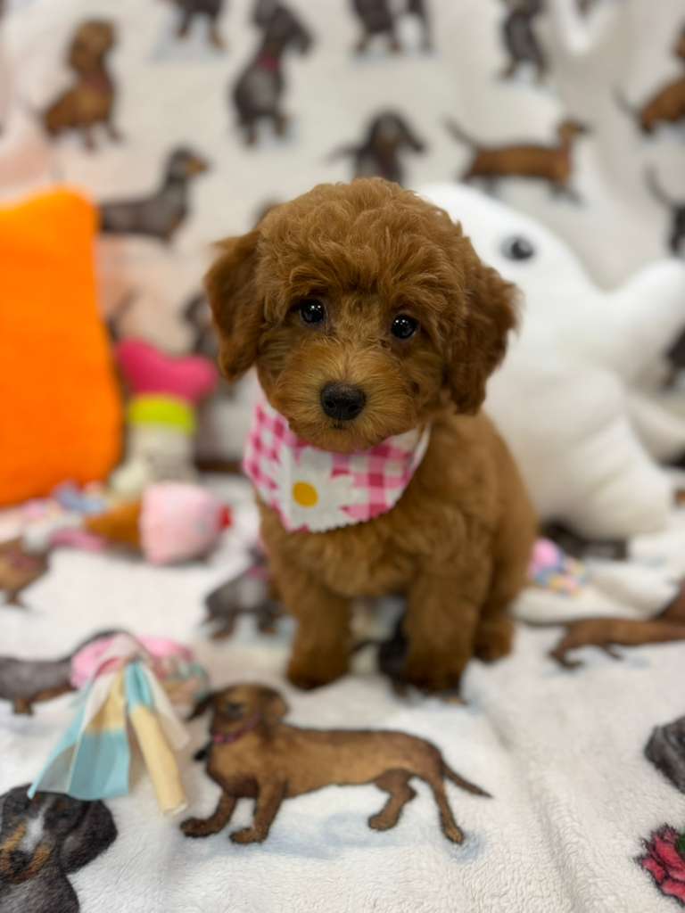 JULIANA ( Red Toy Poodle)