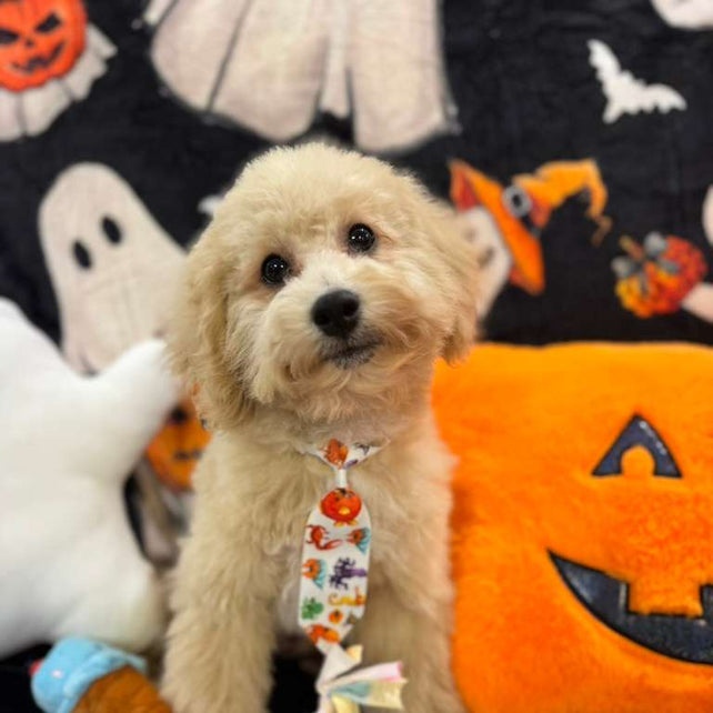 TORNADO (Bichon Poodle)