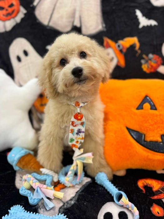 TORNADO (Bichon Poodle)