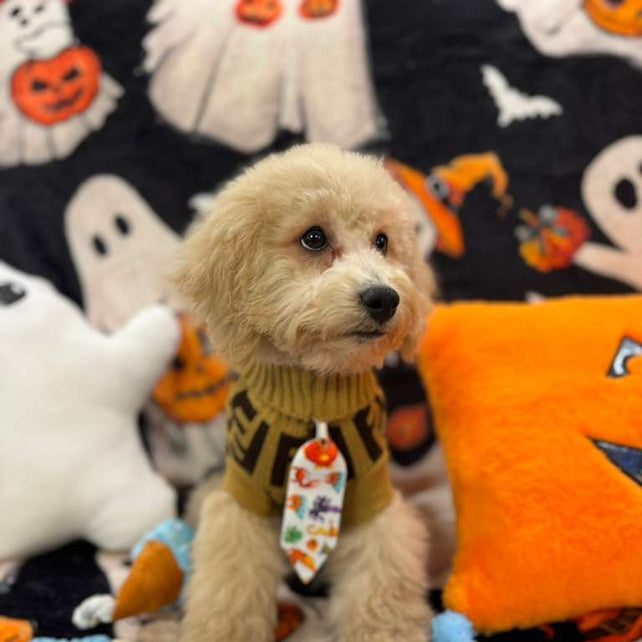 TORNADO (Bichon Poodle)
