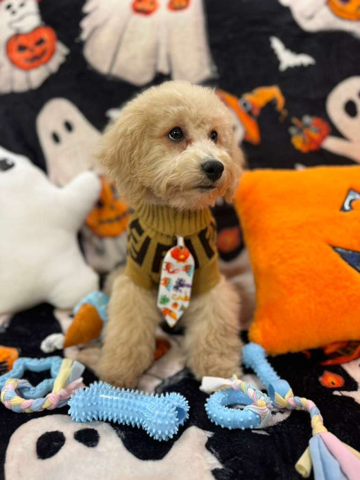 TORNADO (Bichon Poodle)