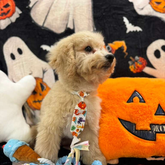 TORNADO (Bichon Poodle)