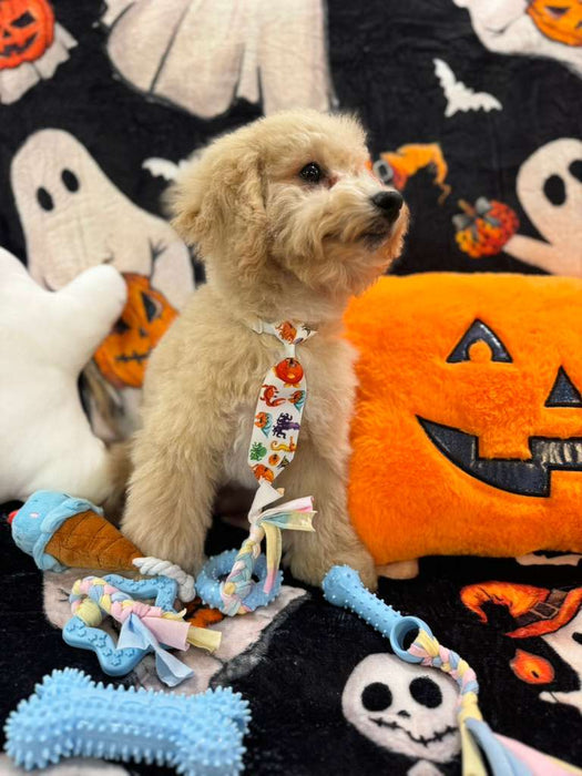 TORNADO (Bichon Poodle)