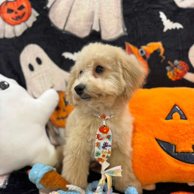 TORNADO (Bichon Poodle)