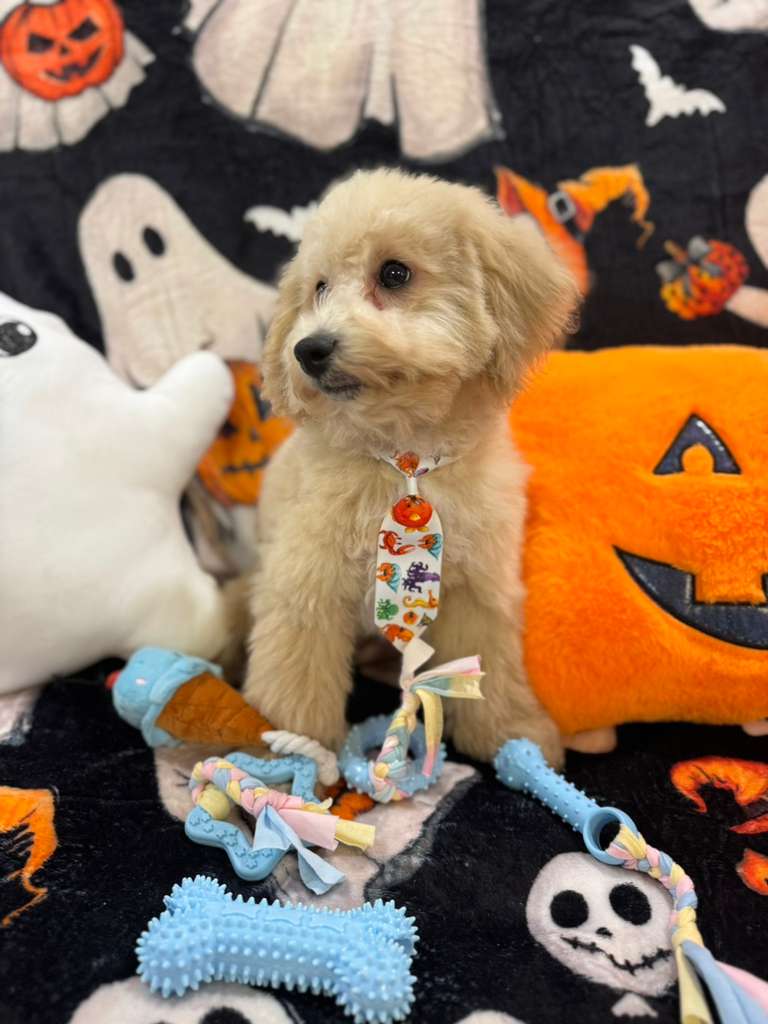 TORNADO (Bichon Poodle)