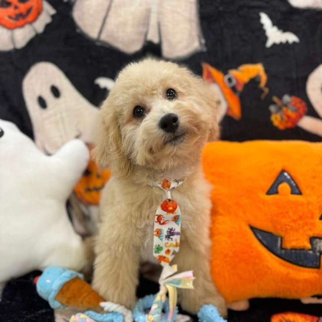 TORNADO (Bichon Poodle)