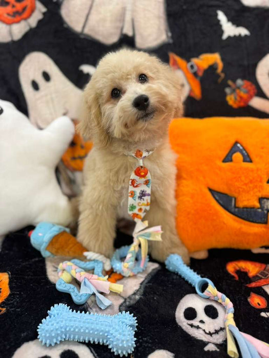 TORNADO (Bichon Poodle)